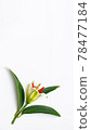 white lily bud with green leaves Copyspace for your text 78477184
