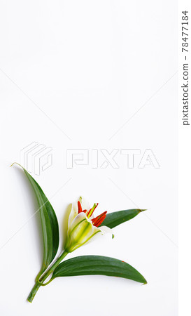 white lily bud with green leaves Copyspace for your text white lily bud with green leaves Copyspace for your text 78477184