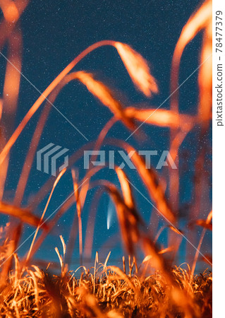 Belarus. 17 July 2020. Comet Neowise C 2020 F3 Shines Bright In The Night Starry Sky Above Young Wheat Field. Night Stars Above Summer Agricultural Field In July Month. Comet At A Distance Of 104 78477379