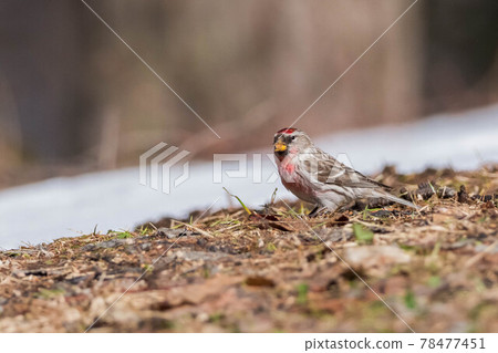 Redpoll looking for food on the ground 78477451
