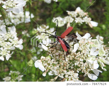 Red longhorn beetle "Benika Mikiri" Red longhorn beetle "Benika Mikiri" 78477624