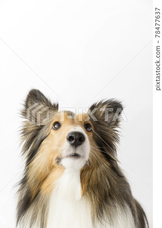 Dog looking up at white background Dog looking up at white background 78477637