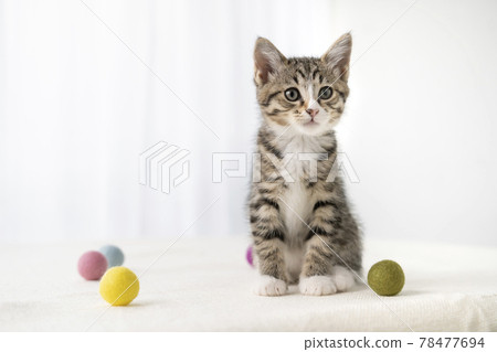 Two month old kitten 78477694