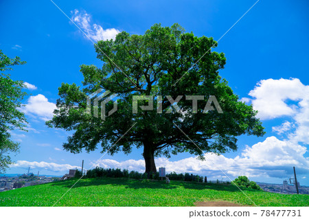 Tree on the hill Tree on the hill 78477731