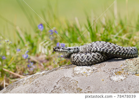 European adder hissing with a tongue sticking out on a stone in the middle of a meadow European adder hissing with a tongue sticking out on a stone in the middle of a meadow 78478039