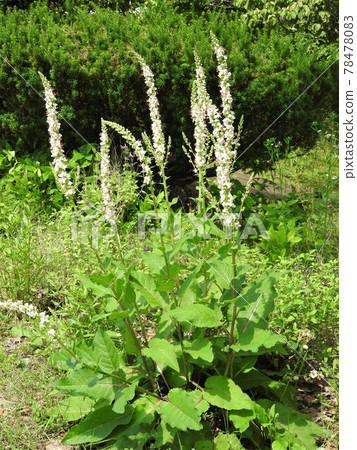 Flowers of the naturalized plant "Shirobanamouzuika" native to Europe, North Africa, etc. Flowers of the naturalized plant "Shirobanamouzuika" native to Europe, North Africa, etc. 78478083