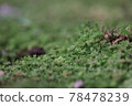 Moss growing on the ground of a quiet forest 78478239