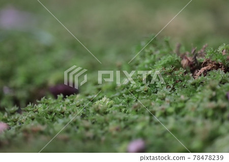 Moss growing on the ground of a quiet forest Moss growing on the ground of a quiet forest 78478239
