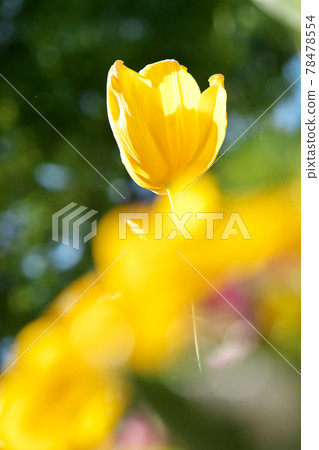 Yellow tulip Yellow tulip 78478554