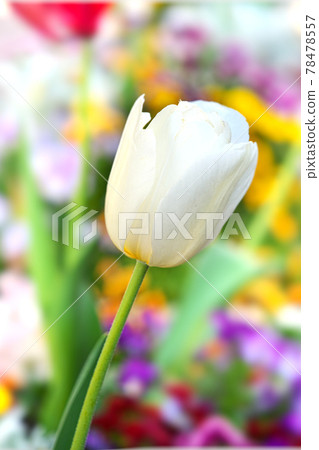 White tulip White tulip 78478557