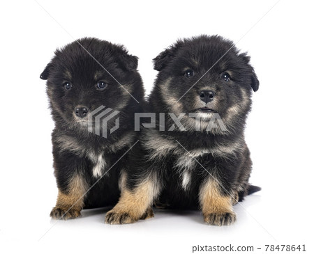 puppies Finnish Lapphund in studio 78478641