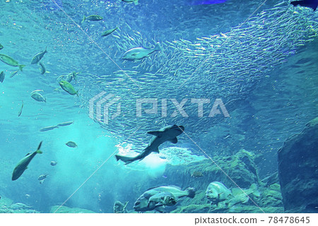 水族館 水族館 78478645