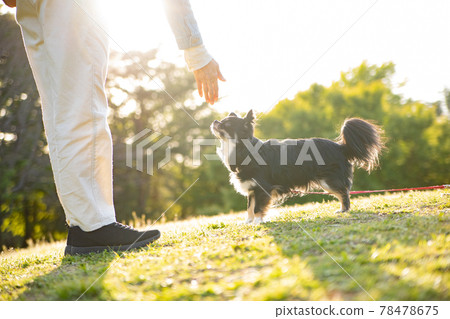 Black long coat Chihuahua playing with the owner on the hill of the setting sun Black long coat Chihuahua playing with the owner on the hill of the setting sun 78478675
