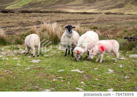 Sheep at the way up to Benbulbin in County Sligo - Donegal 78478959