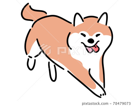 Shiba Inu running here Shiba Inu running here 78479073