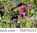 Where are you? Swallowtail butterflies 78479133