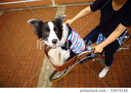 Border Collie staying still in the front basket of the bicycle Border Collie staying still in the front basket of the bicycle 78479186