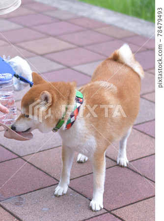 柴犬散步時喝水 柴犬散步時喝水 78479493