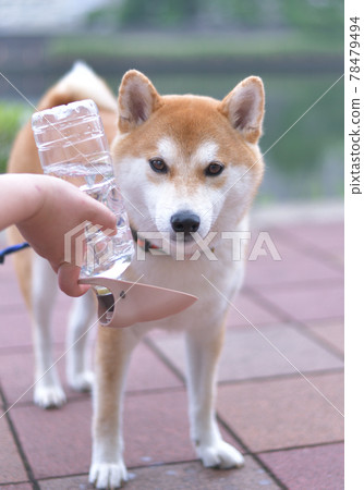 柴犬散步時喝水 78479494