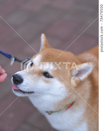 柴犬在垂直位置拍攝等待小吃 柴犬在垂直位置拍攝等待小吃 78479500