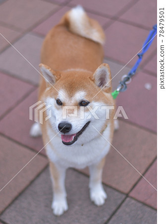 Shiba Inu在公園裡漫步 Shiba Inu在公園裡漫步 78479501