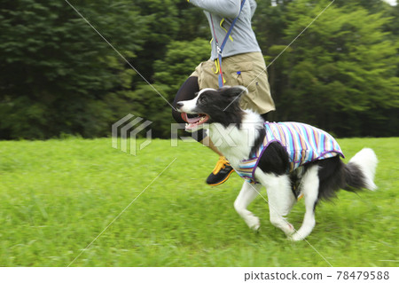 Border Collie and her owner woman running in the park Border Collie and her owner woman running in the park 78479588