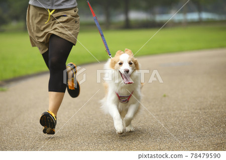 邊境牧羊犬和她的主人女人在公園裡跑步 78479590