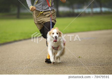 Border Collie and her owner woman running in the park 78479591