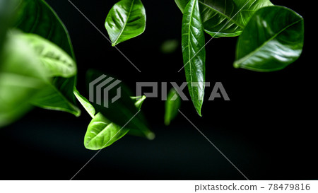 Green leaves falling on black background Green leaves falling on black background 78479816