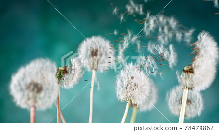 Macro Shot of Dandelion Seeds Being Blown 78479862