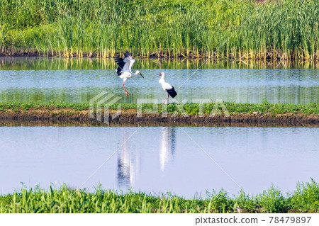 Stork chick in Watarase Retarding Ground 78479897