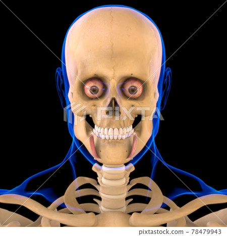 Depressor Anguli Oris Muscle Anatomy For Medical Concept 3D Depressor Anguli Oris Muscle Anatomy For Medical Concept 3D 78479943