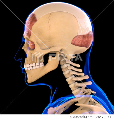 Frontalis Muscle Anatomy For Medical Concept 3D 78479954
