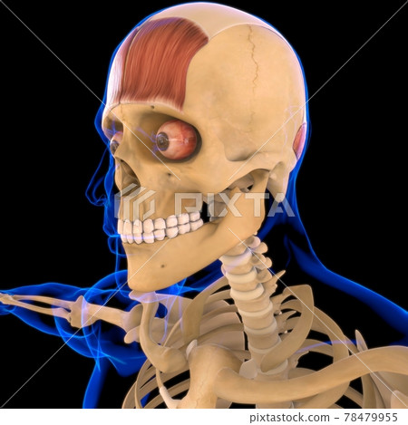Frontalis Muscle Anatomy For Medical Concept 3D 78479955