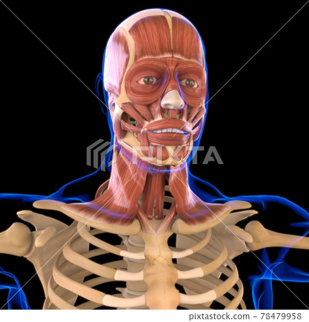 Head Muscle Anatomy For Medical Concept 3D Head Muscle Anatomy For Medical Concept 3D 78479958