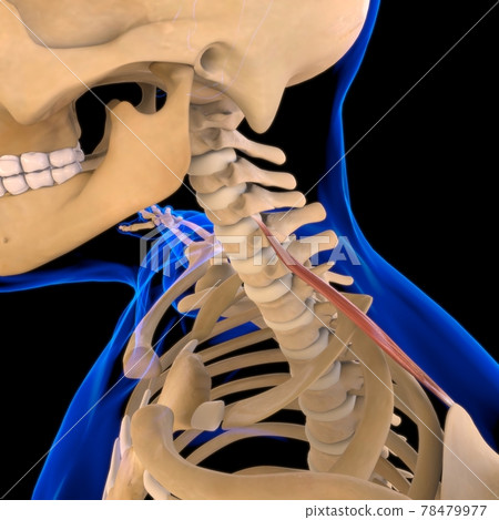 Levator Scapulae Muscle Anatomy For Medical Concept 3D 78479977