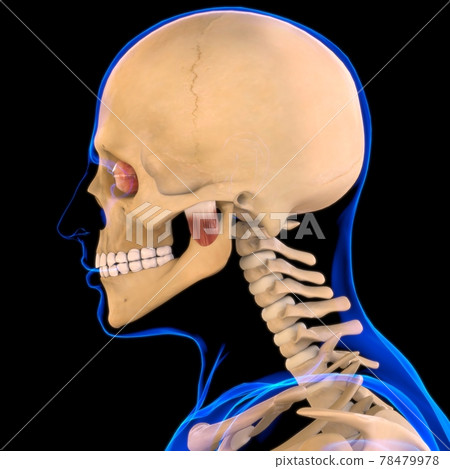 Masseter Deep Muscle Anatomy For Medical Concept 3D Masseter Deep Muscle Anatomy For Medical Concept 3D 78479978