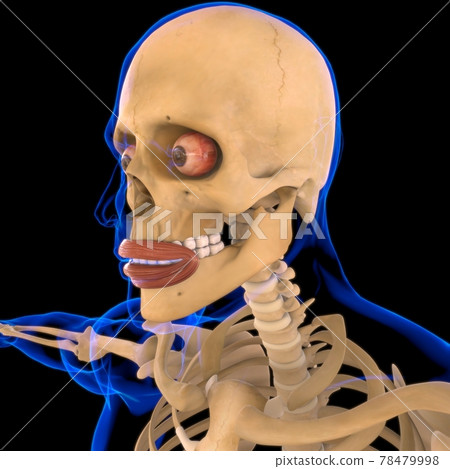 Orbicularis Oris Muscle Anatomy For Medical Stock