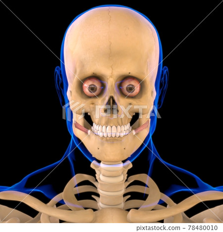 Risorius Muscle Anatomy For Medical Concept 3D 78480010