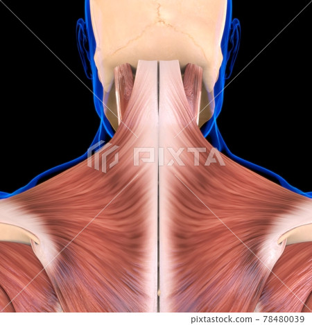 Torso Muscle Anatomy For Medical Concept 3D 78480039