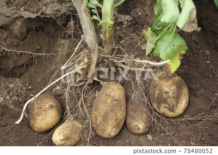 New Jaga Harvest（自製） 78480052