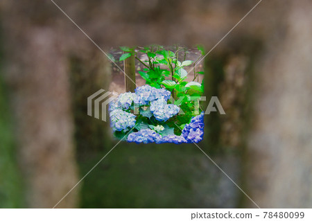 Hydrangea over the lantern 78480099