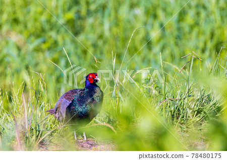 Pheasant in Watarase Retarding Ground Pheasant in Watarase Retarding Ground 78480175