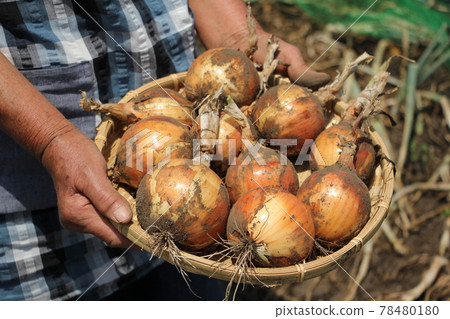 Harvest of new onion 78480180