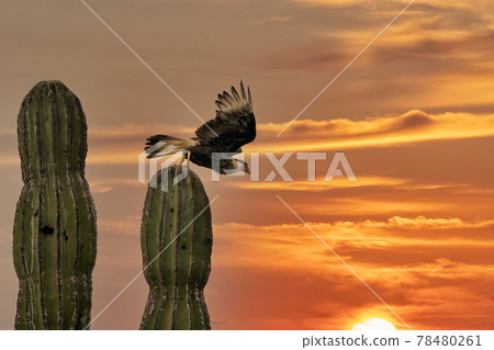 Caracara cheriway crested falcon on cactus at sunset Caracara cheriway crested falcon on cactus at sunset 78480261