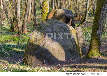 A huge rock in the woods. A stone of lies. A large boulder in the woods. A splintered boulder. 78480415