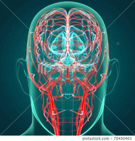 Human Arteries And Veins For Medical Concept 3D Human Arteries And Veins For Medical Concept 3D 78480463