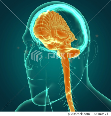 Human Brain Anatomy For Medical Concept 3D Human Brain Anatomy For Medical Concept 3D 78480471