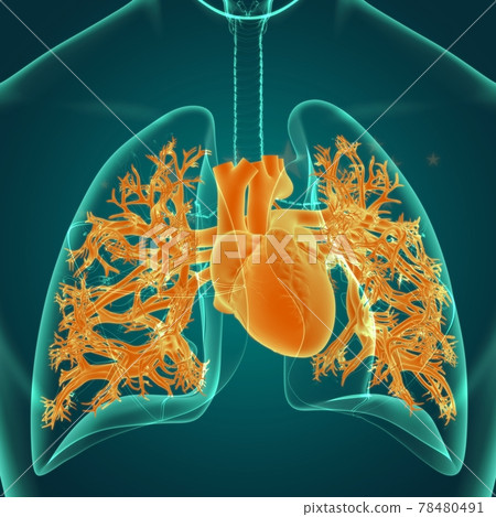 Human Heart Anatomy For Medical Concept 3D Human Heart Anatomy For Medical Concept 3D 78480491