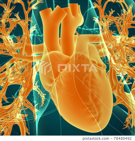 Human Heart Anatomy For Medical Concept 3D Human Heart Anatomy For Medical Concept 3D 78480492